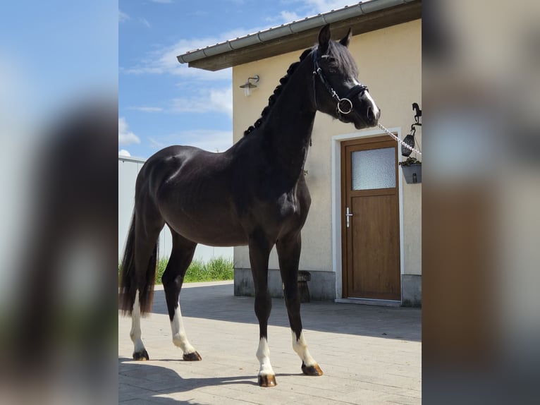 German Riding Pony Stallion 2 years 14 hh Black in Gelenau/Erzgebirge