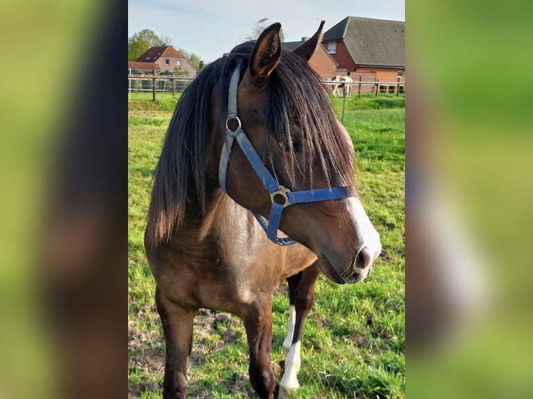 German Riding Pony Stallion 2 years 14 hh Brown in Bedburg-Hau