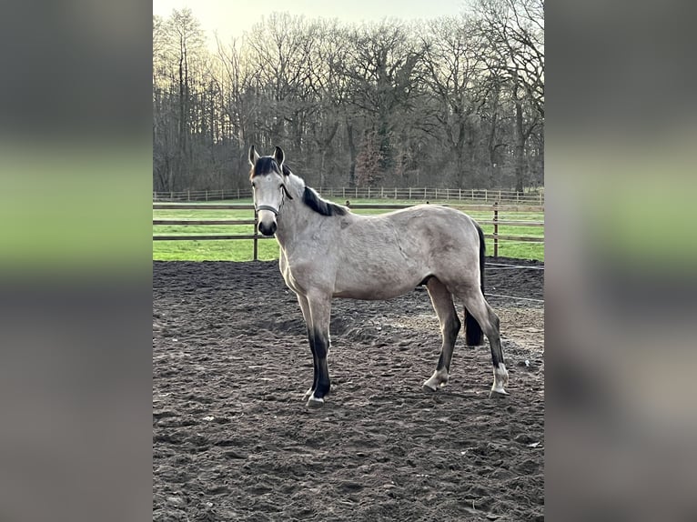 German Riding Pony Stallion 2 years 14 hh Buckskin in Friesoythe