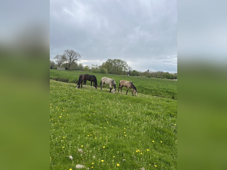 German Riding Pony Stallion 2 years 14 hh Buckskin in Friesoythe