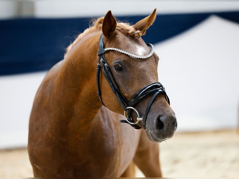 German Riding Pony Stallion 2 years 14 hh Chestnut-Red in Marsberg