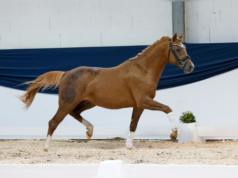 German Riding Pony Stallion 2 years 14 hh Chestnut-Red in Marsberg