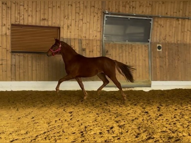 German Riding Pony Stallion 2 years 14 hh Chestnut-Red in Verl