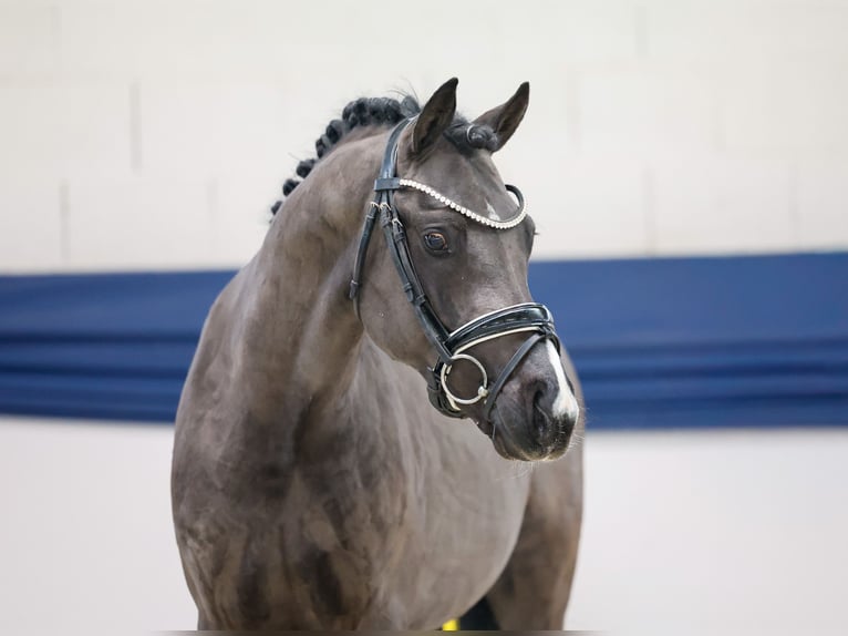 German Riding Pony Stallion 2 years 14 hh Dun in Marsberg