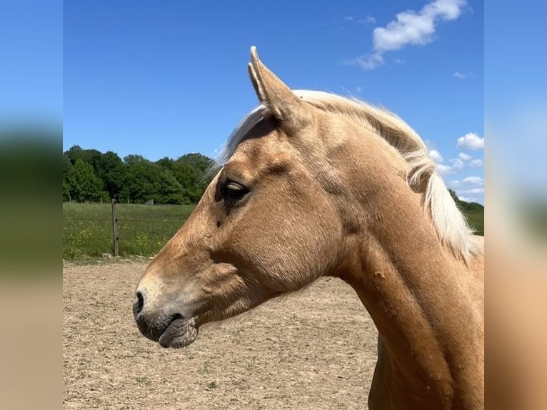 German Riding Pony Stallion 2 years 14 hh Palomino in Racksen