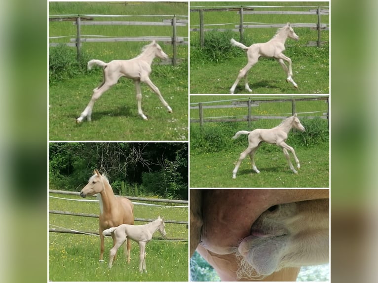 German Riding Pony Stallion 2 years 14 hh Palomino in Ebersbach an der Fils German Riding Pony Stallion 2 years 14 hh Palomino in Ebersbach an der Fils