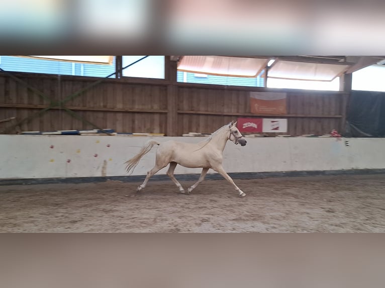 German Riding Pony Stallion 2 years 14 hh Palomino in Ebersbach an der Fils German Riding Pony Stallion 2 years 14 hh Palomino in Ebersbach an der Fils