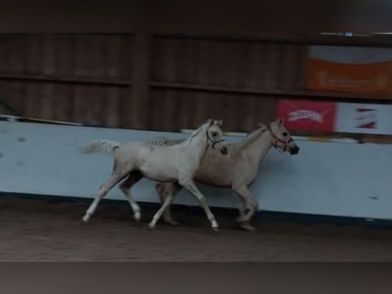 German Riding Pony Stallion 2 years 14 hh Palomino in Ebersbach an der Fils German Riding Pony Stallion 2 years 14 hh Palomino in Ebersbach an der Fils