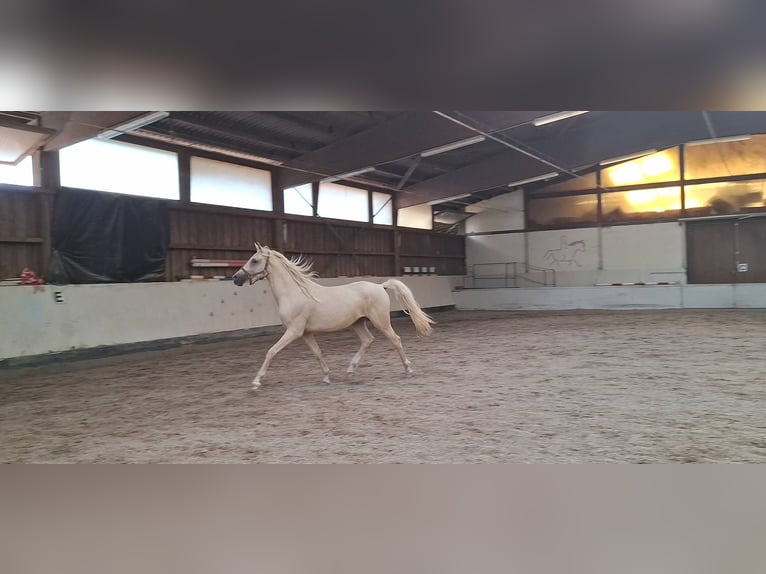 German Riding Pony Stallion 2 years 14 hh Palomino in Ebersbach an der Fils German Riding Pony Stallion 2 years 14 hh Palomino in Ebersbach an der Fils