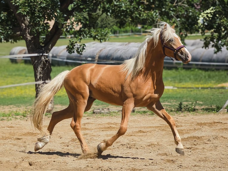 German Riding Pony Stallion 2 years 14 hh Palomino in Visz