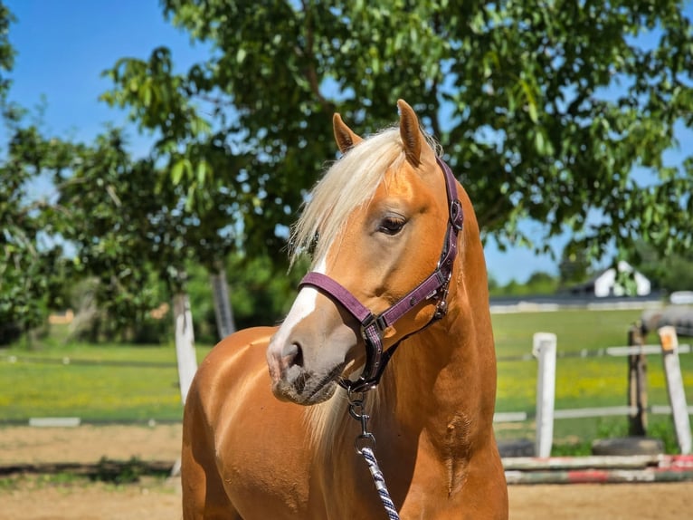 German Riding Pony Stallion 2 years 14 hh Palomino in Visz