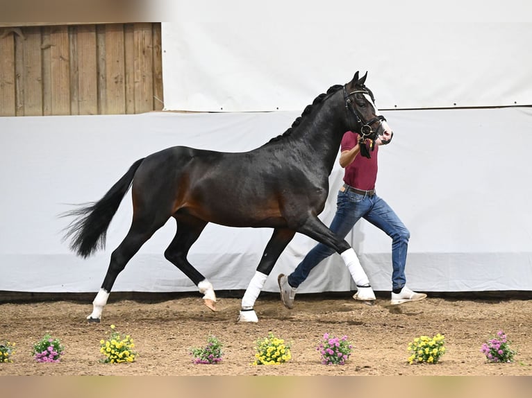 German Riding Pony Stallion 2 years 14 hh Smoky-Black in Gomadingen