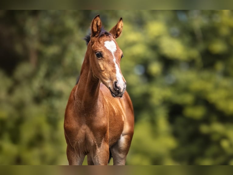 German Riding Pony Stallion 2 years 14,1 hh Bay-Dark in Windhagen