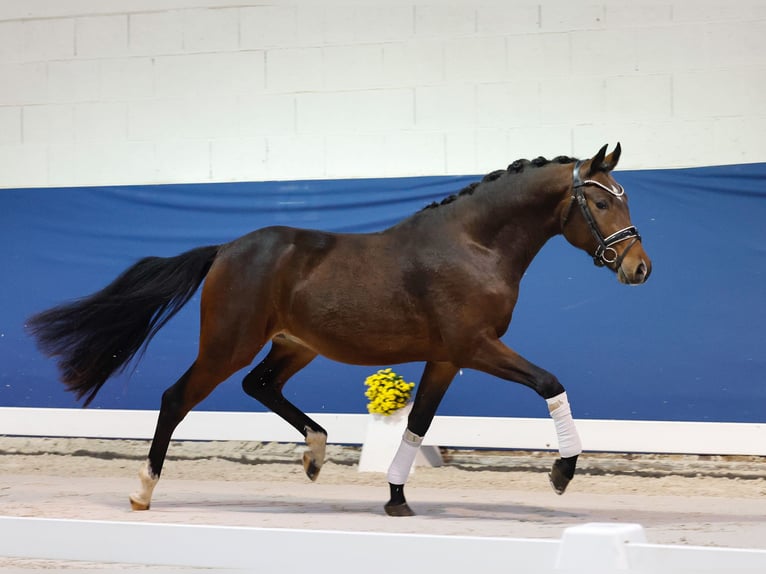 German Riding Pony Stallion 2 years 14,1 hh Bay-Dark in Marsberg