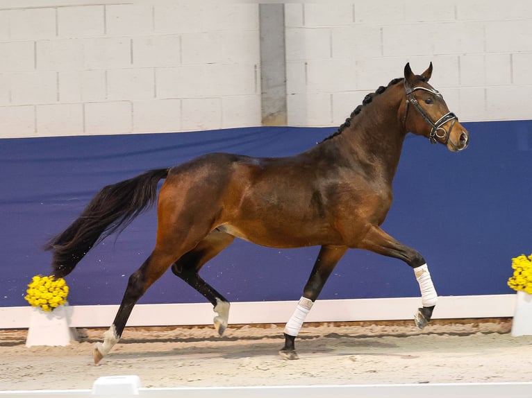 German Riding Pony Stallion 2 years 14,1 hh Bay-Dark in Marsberg