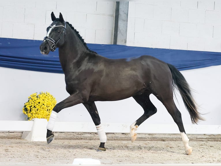 German Riding Pony Stallion 2 years 14,1 hh Black in Marsberg