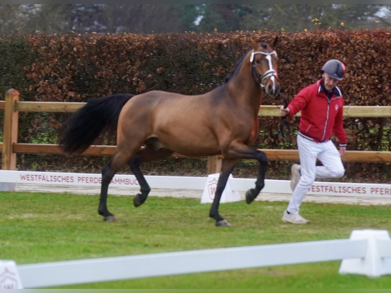 German Riding Pony Stallion 2 years 14,1 hh Brown in Paderborn