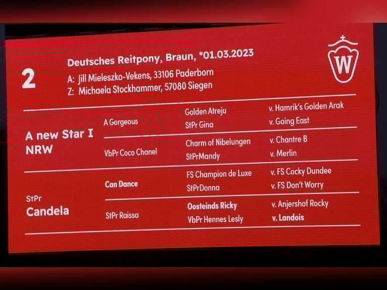 German Riding Pony Stallion 2 years 14,1 hh Brown in Paderborn