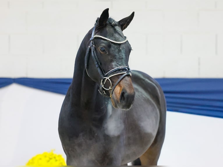 German Riding Pony Stallion 2 years 14,1 hh Brown in Marsberg