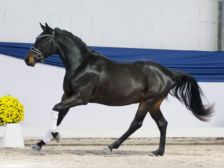 German Riding Pony Stallion 2 years 14,1 hh Brown in Marsberg