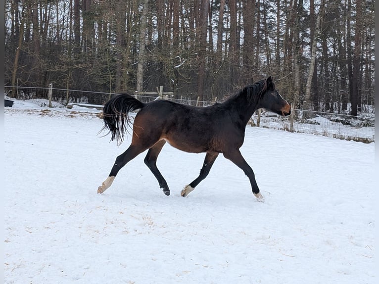 German Riding Pony Stallion 2 years 14,1 hh Brown in Burgwedel