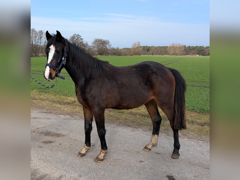 German Riding Pony Stallion 2 years 14,1 hh Brown in Burgwedel