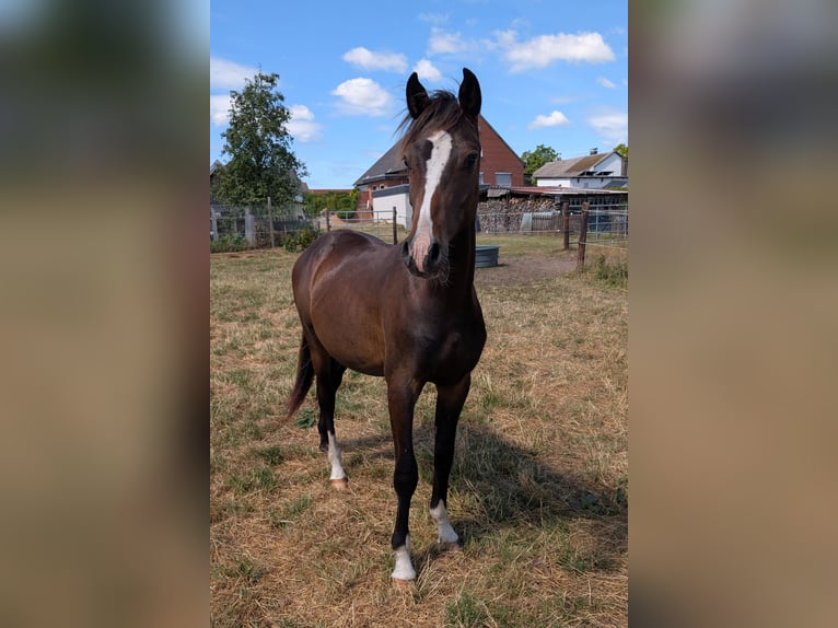 German Riding Pony Stallion 2 years 14,1 hh Brown in Burgwedel
