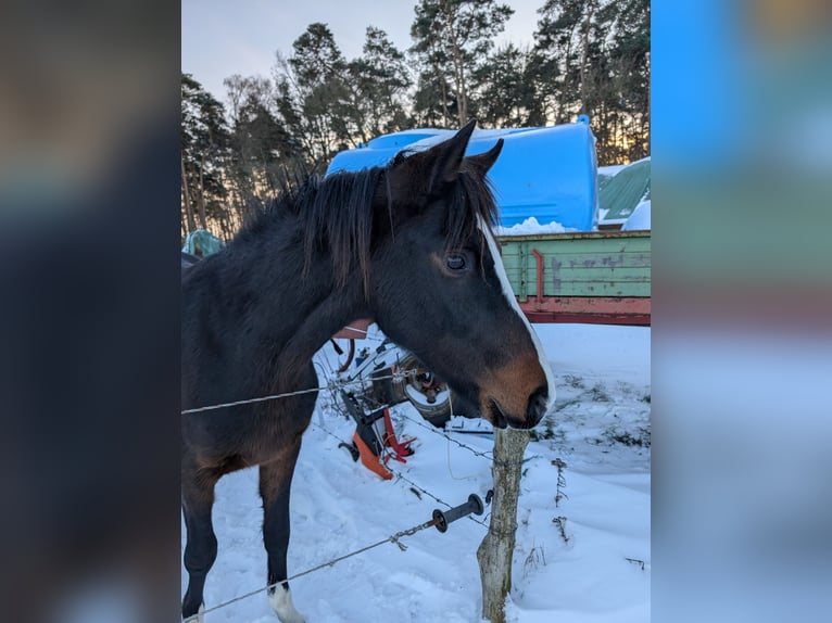 German Riding Pony Stallion 2 years 14,1 hh Brown in Burgwedel