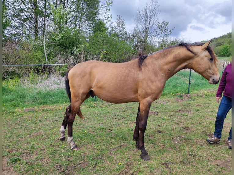 German Riding Pony Stallion 2 years 14,1 hh Buckskin in Berching