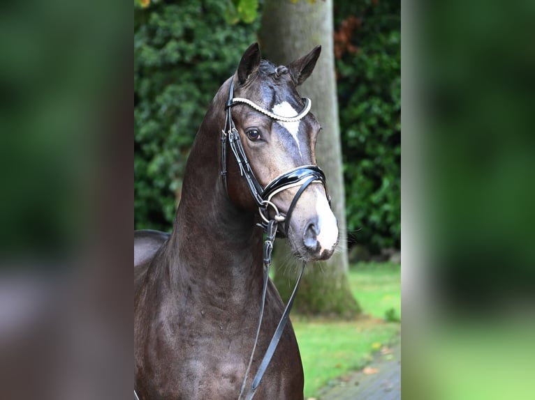 German Riding Pony Stallion 2 years 14,1 hh Buckskin in Gomadingen