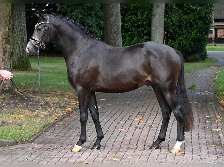 German Riding Pony Stallion 2 years 14,1 hh Buckskin in Gomadingen