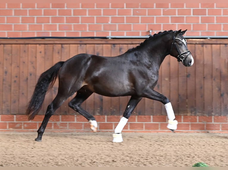 German Riding Pony Stallion 2 years 14,1 hh Buckskin in Gomadingen