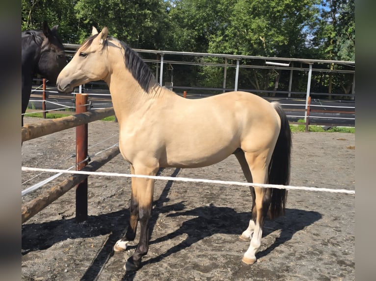 German Riding Pony Stallion 2 years 14,1 hh Buckskin in Swisttal