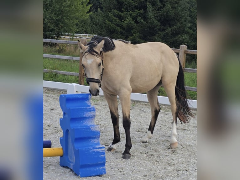 German Riding Pony Stallion 2 years 14,1 hh Buckskin in Swisttal