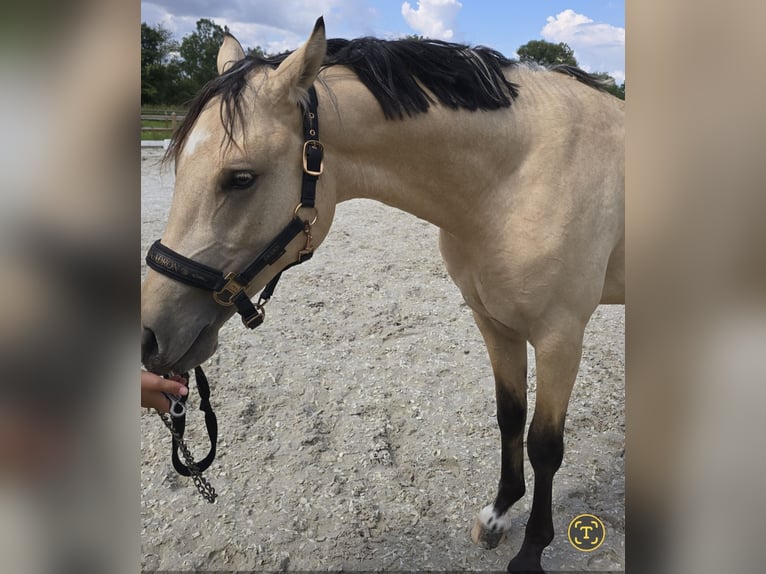 German Riding Pony Stallion 2 years 14,1 hh Buckskin in Swisttal