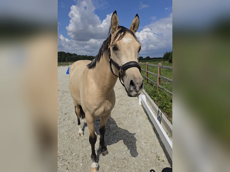 German Riding Pony Stallion 2 years 14,1 hh Buckskin in Swisttal