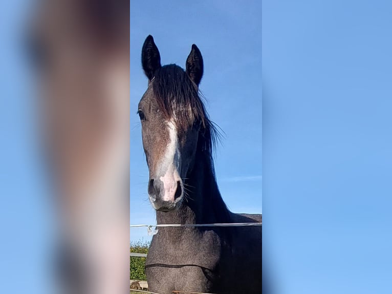 German Riding Pony Stallion 2 years 14,1 hh Can be white in Dersekow