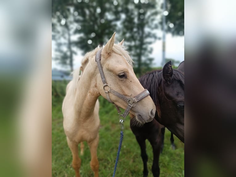 German Riding Pony Stallion 2 years 14,1 hh Champagne in Probsteierhagen