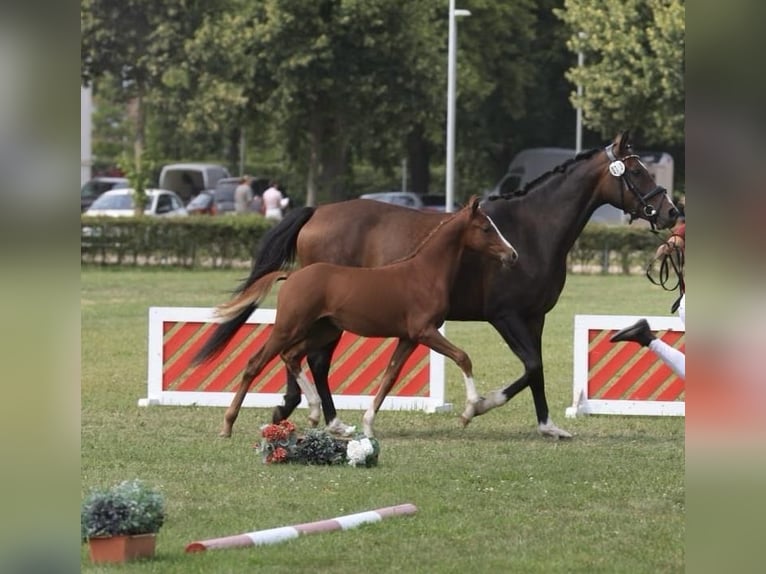 German Riding Pony Stallion 2 years 14,1 hh Chestnut-Red in Wegeleben