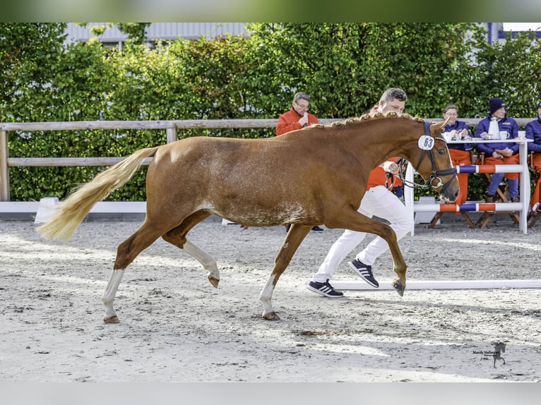 German Riding Pony Stallion 2 years 14,1 hh Chestnut-Red in Esens