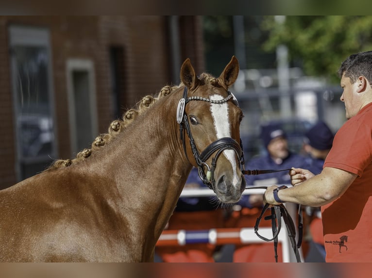 German Riding Pony Stallion 2 years 14,1 hh Chestnut-Red in Esens