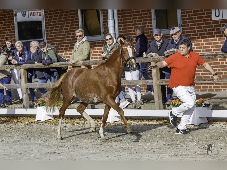 German Riding Pony Stallion 2 years 14,1 hh Chestnut-Red in Esens