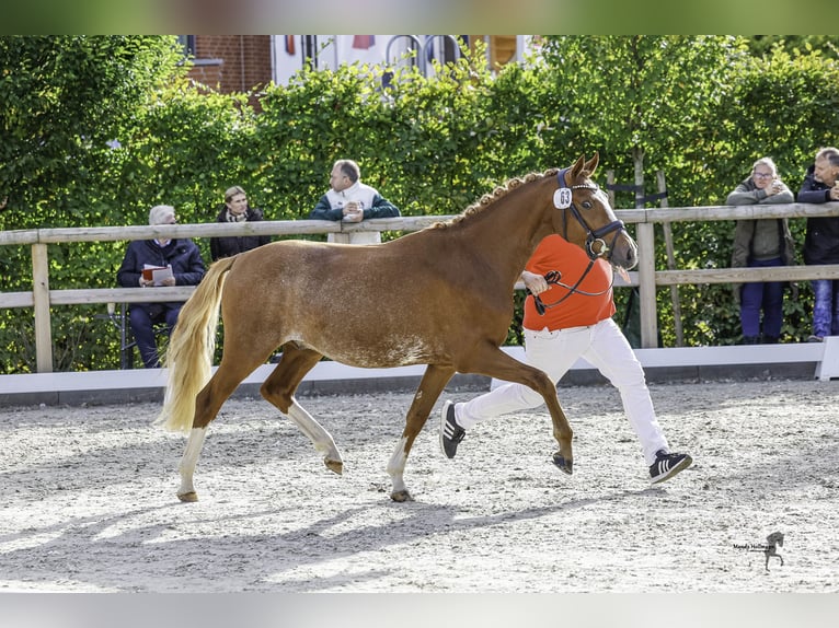 German Riding Pony Stallion 2 years 14,1 hh Chestnut-Red in Esens