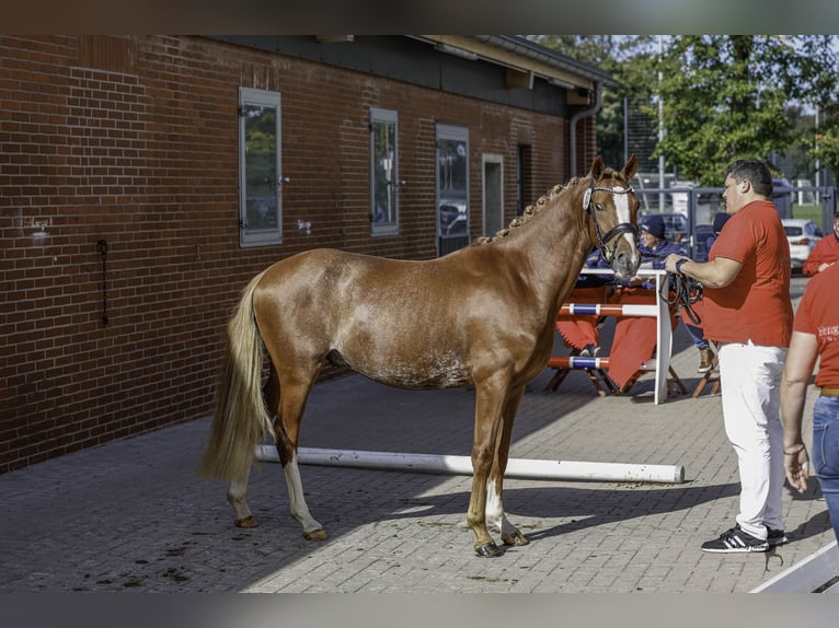 German Riding Pony Stallion 2 years 14,1 hh Chestnut-Red in Esens