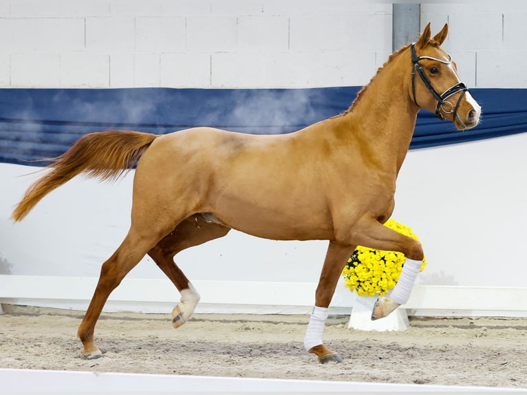German Riding Pony Stallion 2 years 14,1 hh Chestnut-Red in Marsberg