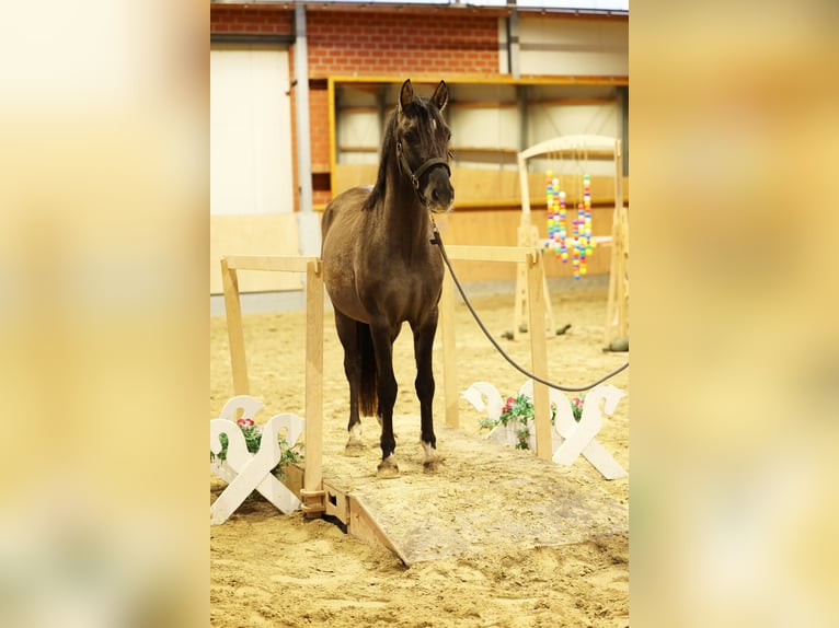 German Riding Pony Stallion 2 years 14,1 hh Dun in Stuhr German Riding Pony Stallion 2 years 14,1 hh Dun in Stuhr