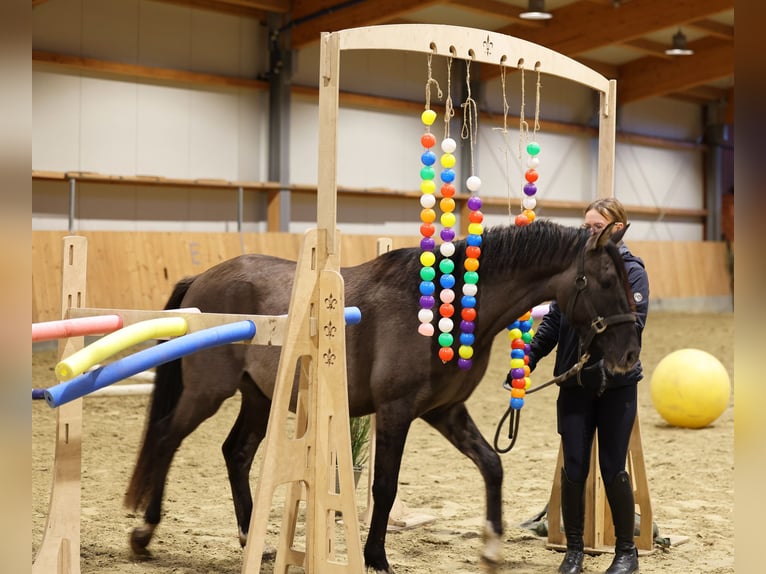 German Riding Pony Stallion 2 years 14,1 hh Dun in Stuhr German Riding Pony Stallion 2 years 14,1 hh Dun in Stuhr