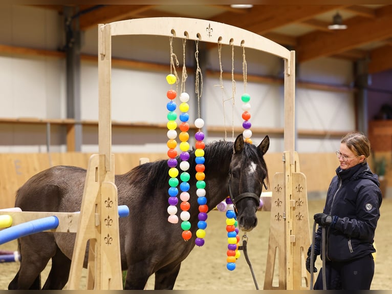 German Riding Pony Stallion 2 years 14,1 hh Dun in Stuhr German Riding Pony Stallion 2 years 14,1 hh Dun in Stuhr