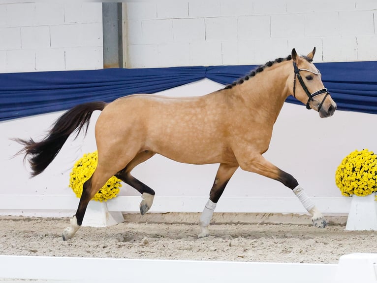German Riding Pony Stallion 2 years 14,1 hh Dun in Marsberg