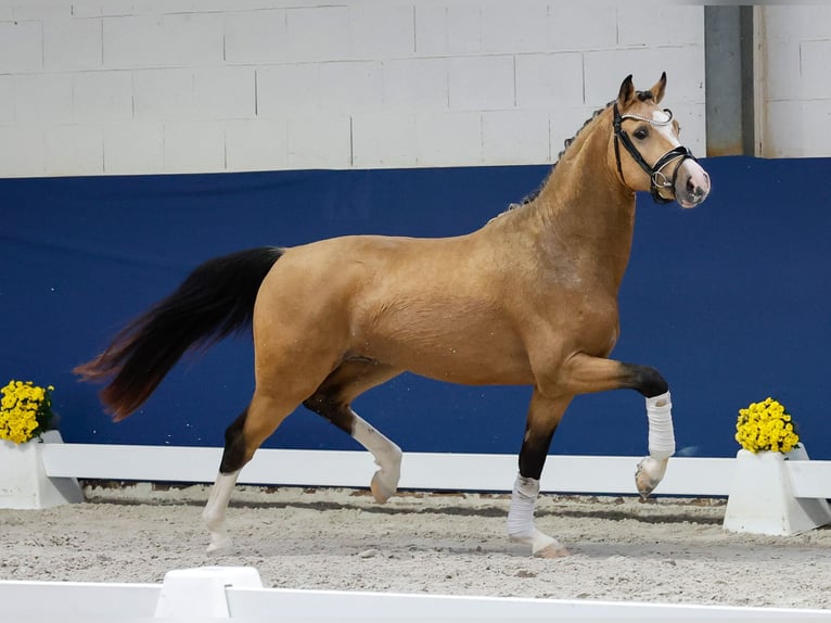 German Riding Pony Stallion 2 years 14,1 hh Dun in Marsberg